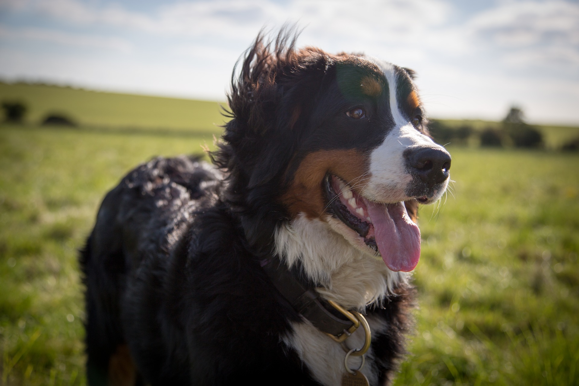 Farmers Branch Veterinary Services - Valley View Pet Health Center
